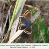 plebejus maracandicus leninaul female 1